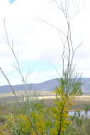 Image of Anginon paniculatum (Thunb.) B. L. Burtt