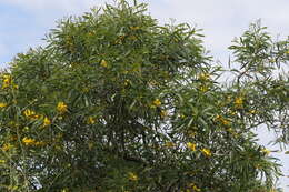 Image of orange wattle