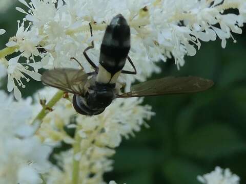 Image of Leucozona xylotoides (Johnson 1916)