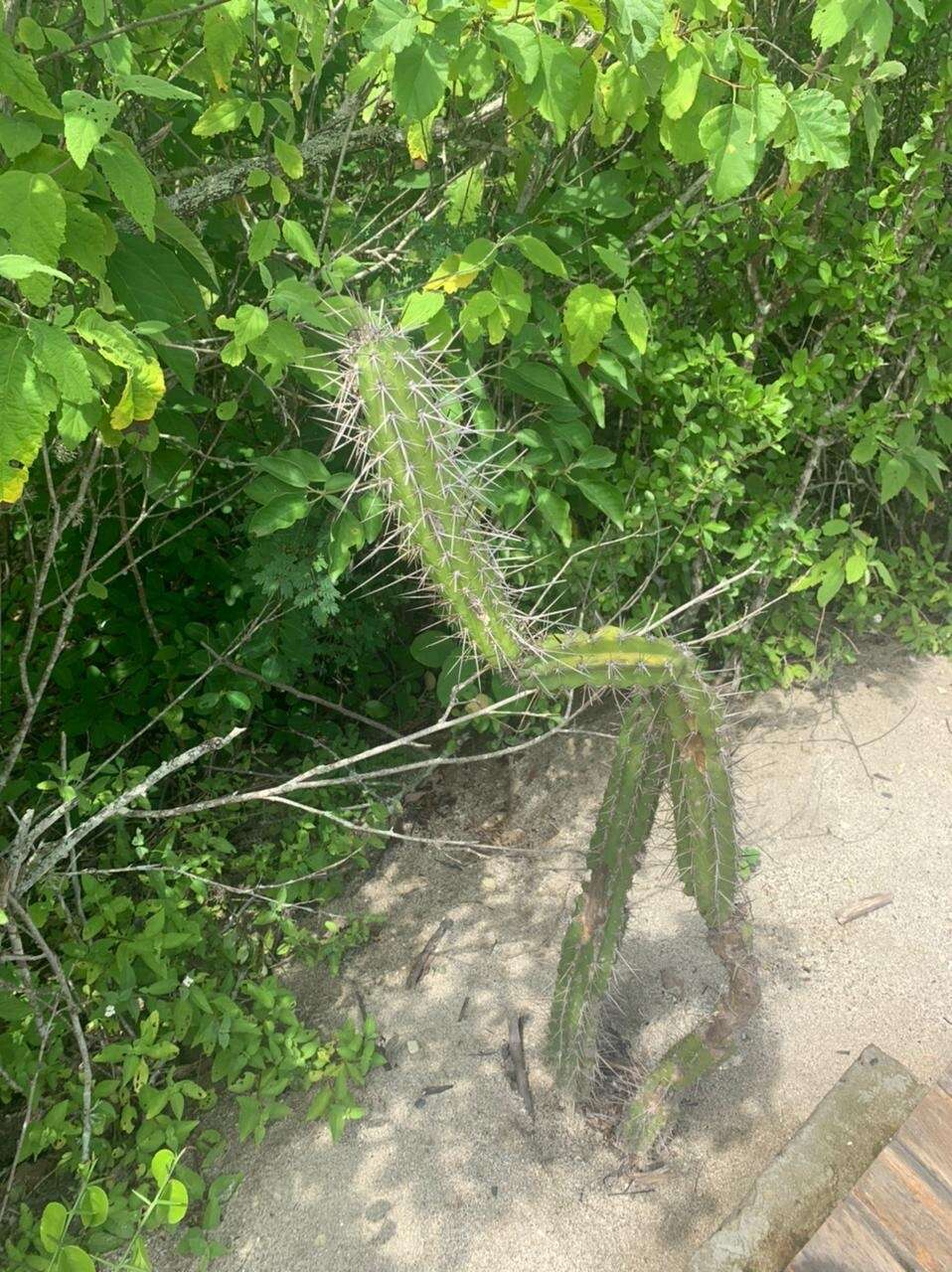 صورة Praecereus euchlorus (F. A. C. Weber ex K. Schum.) N. P. Taylor