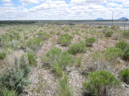 Imagem de Artemisia tridentata (Nutt.) W. A. Weber