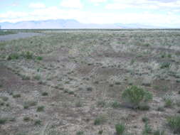 Imagem de Artemisia tridentata (Nutt.) W. A. Weber