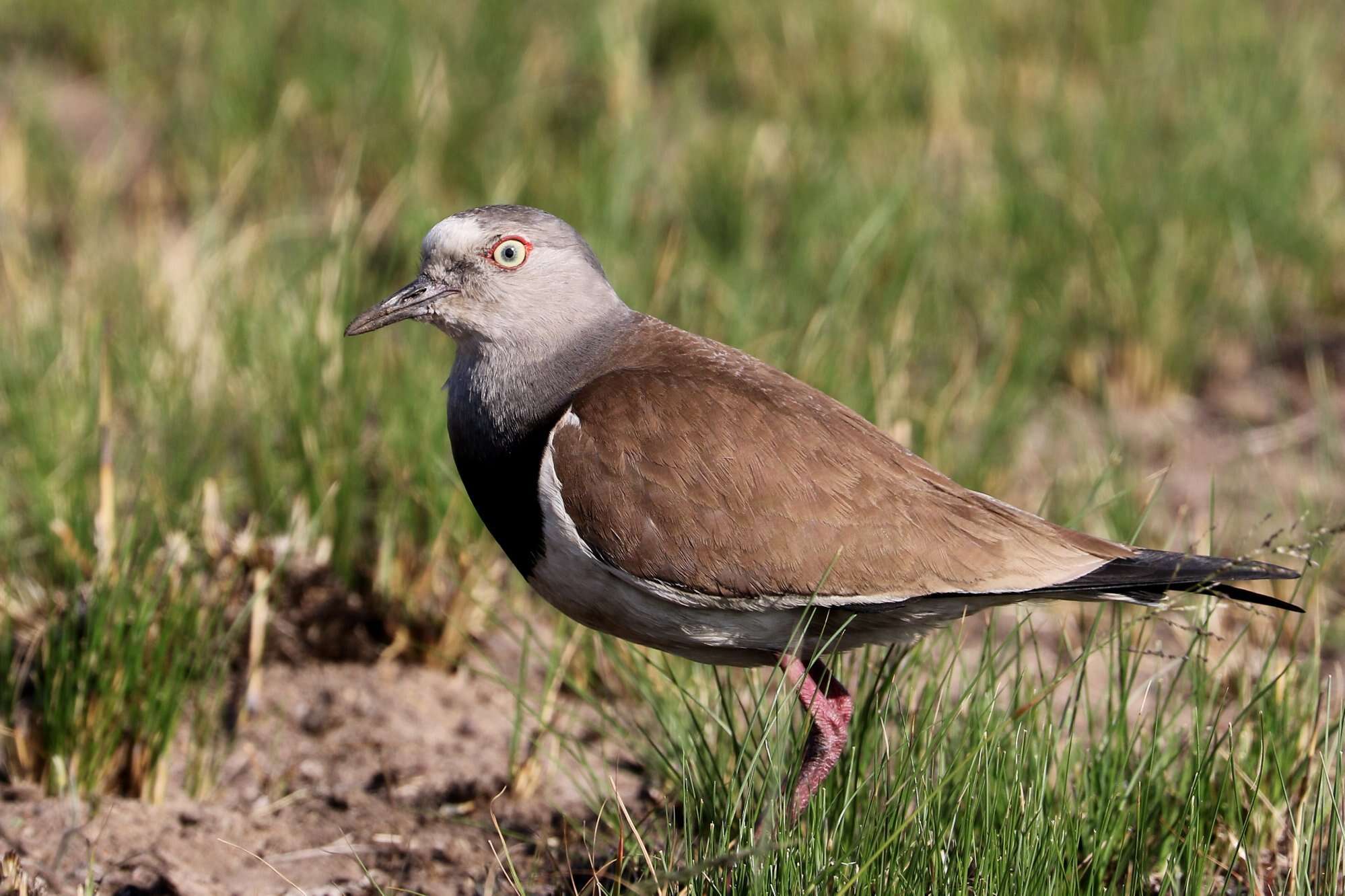 Plancia ëd Vanellus melanopterus (Cretzschmar 1829)