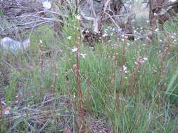 Image of bulbous woodland-star