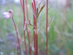 Image of bulbous woodland-star