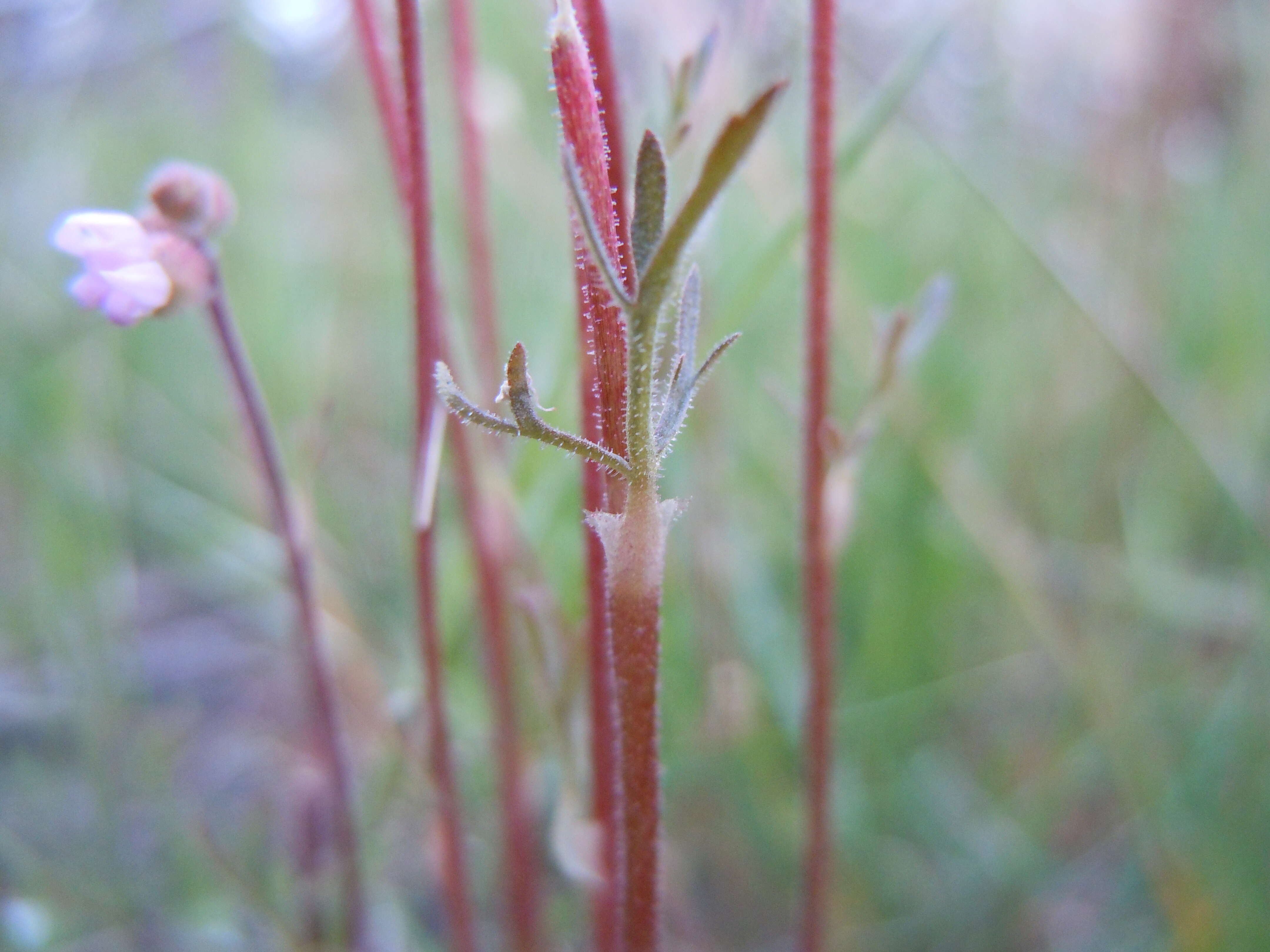 Image of bulbous woodland-star