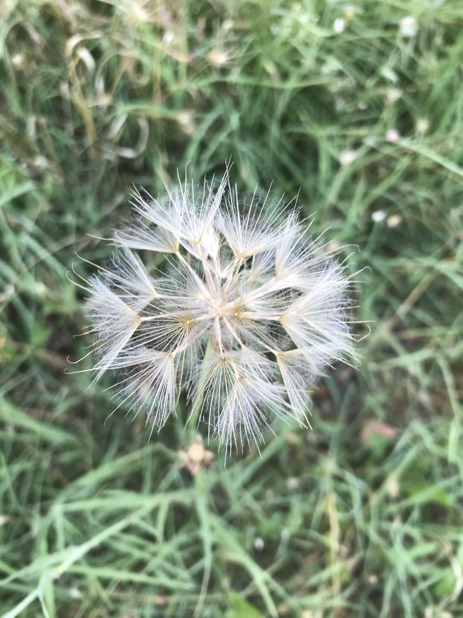 Image of Tragopogon graminifolius DC.