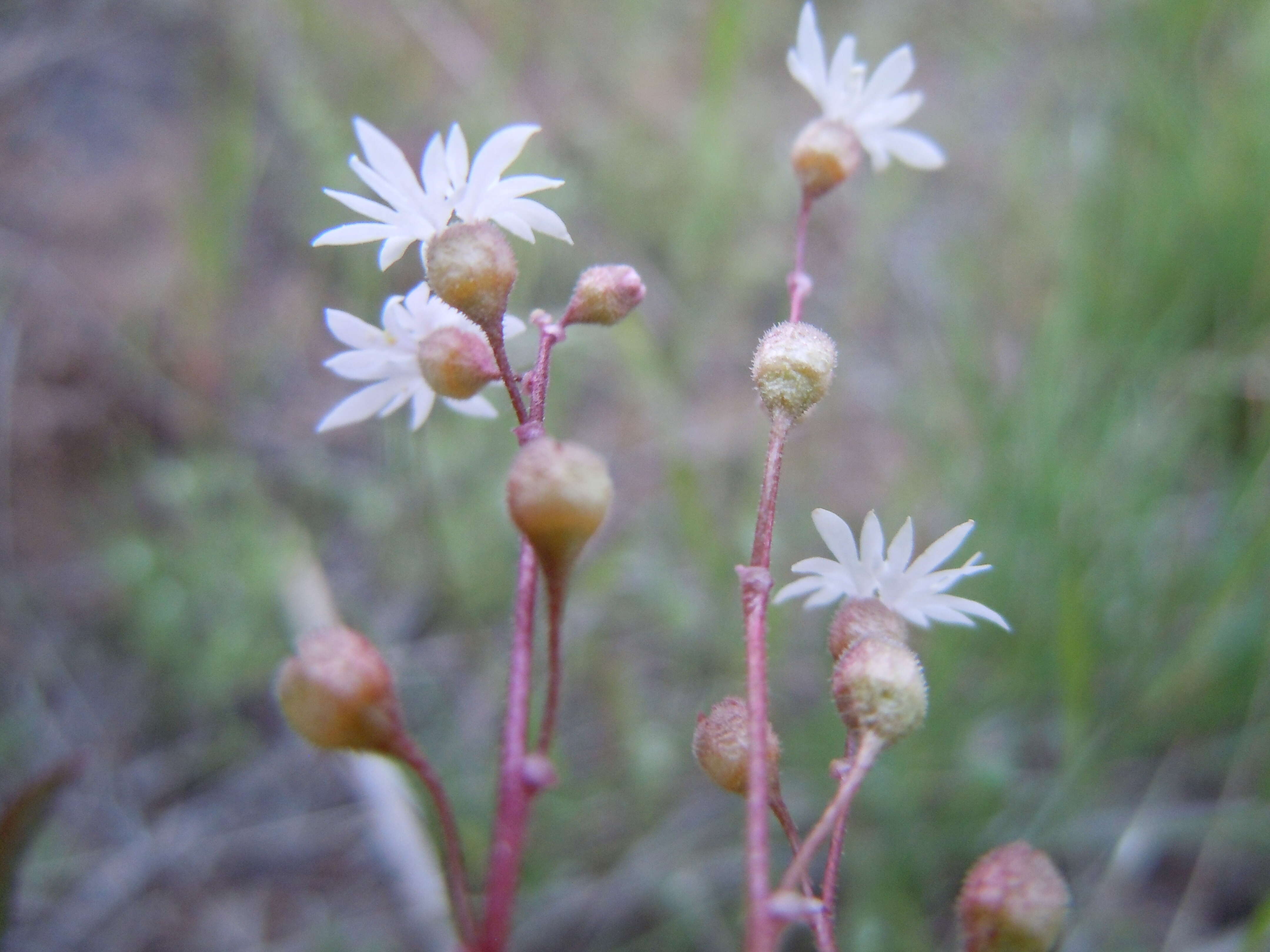 Image of bulbous woodland-star