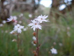 Image of bulbous woodland-star