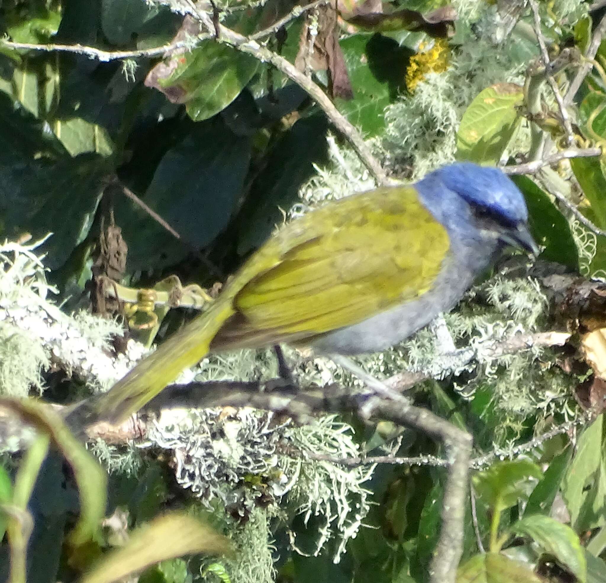 Image of Blue-capped Tanager