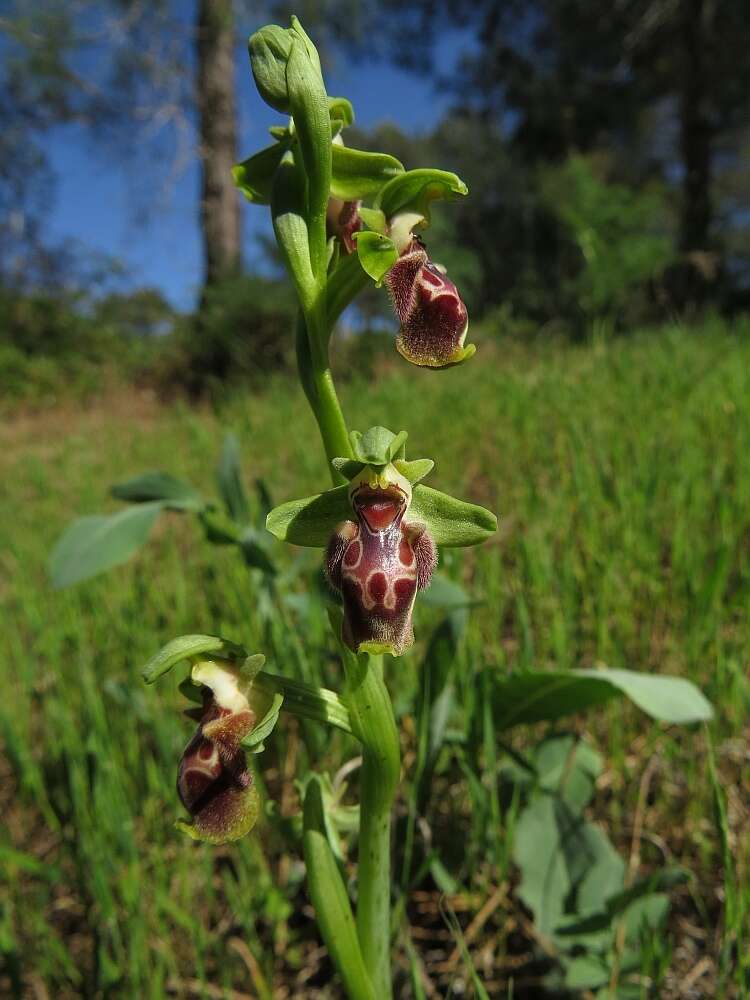 Image of Ophrys umbilicata subsp. flavomarginata (Renz) Faurh.