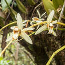 Coelogyne trinervis Lindl. resmi