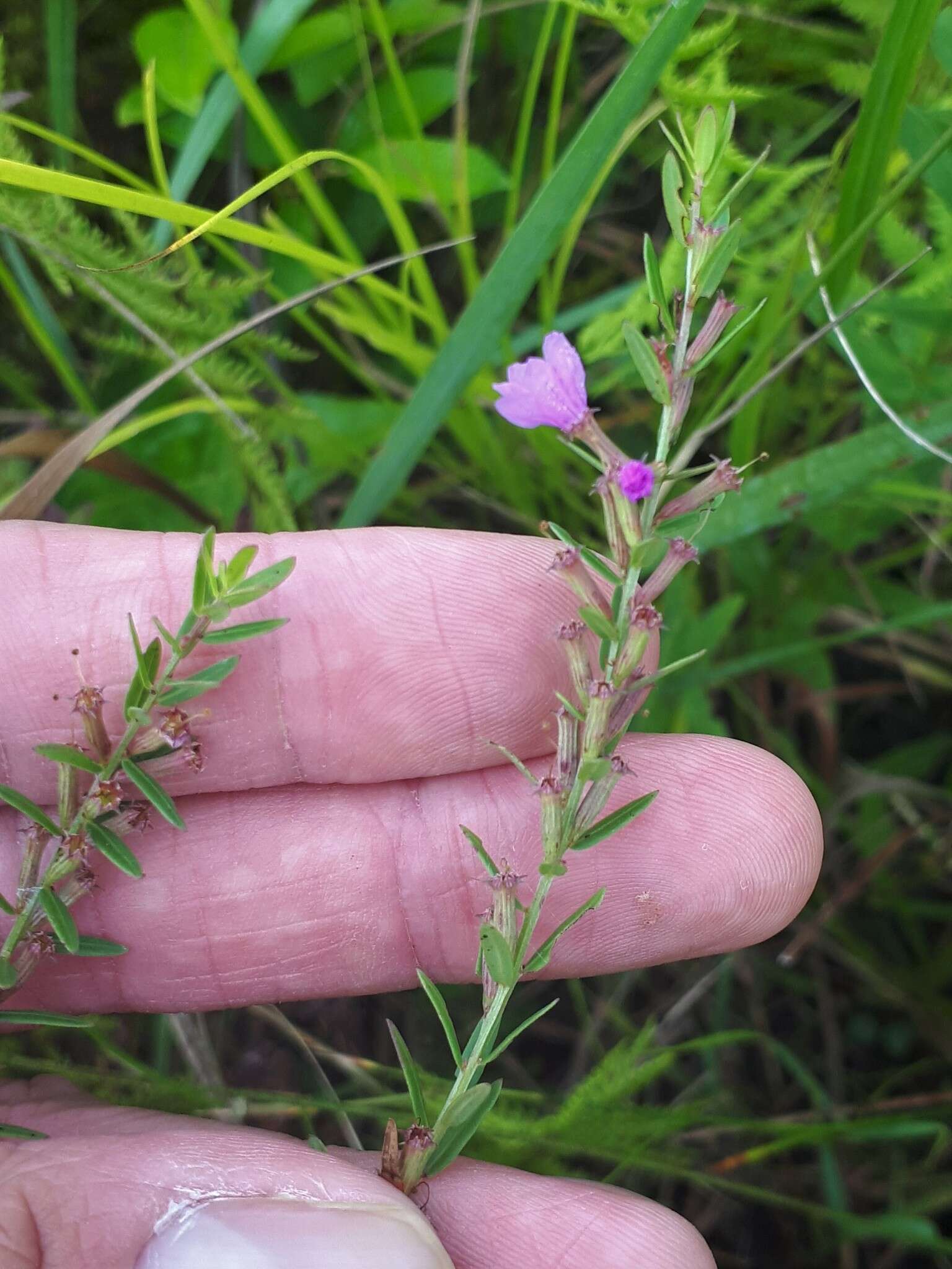 Image of winged lythrum