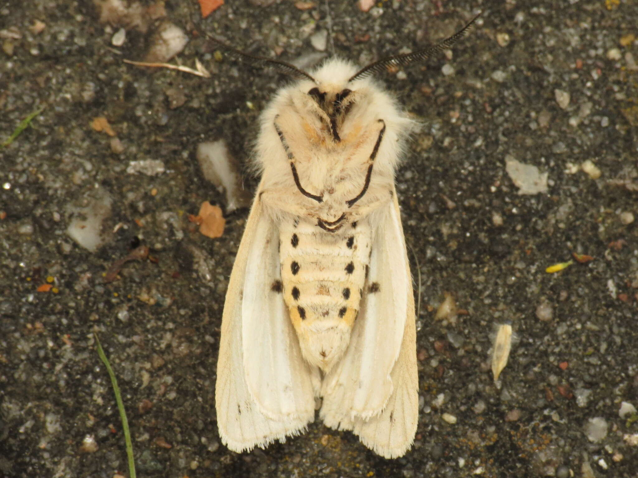 Image of white ermine