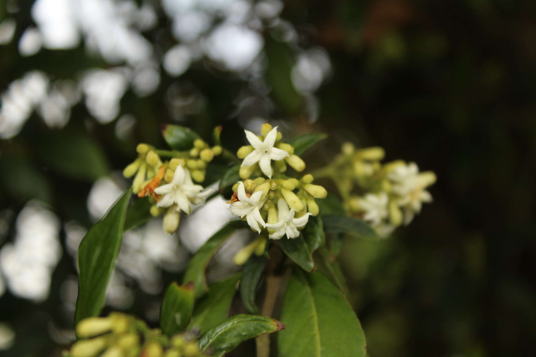 صورة Palicourea gonzaleziana