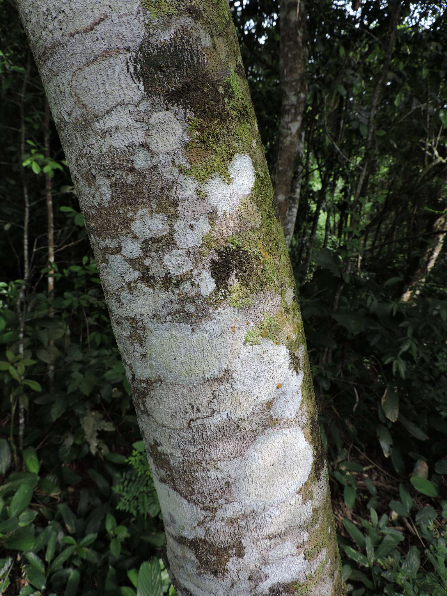 Image of Annona neosericea H. Rainer