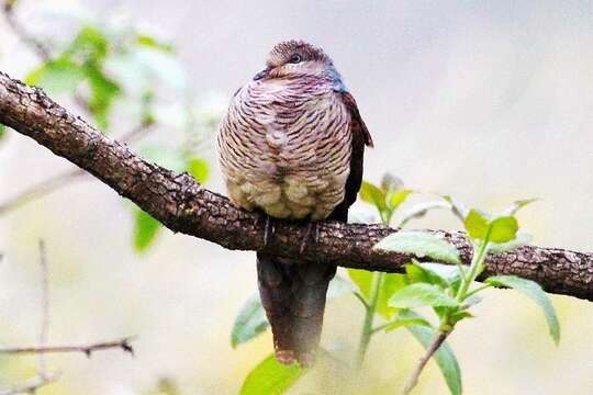 Image of Barred Cuckoo Dove