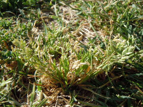 Image of Annual Meadow Grass