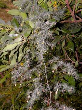 Image of Asparagus umbellatus subsp. lowei (Kunth) Valdés