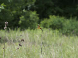 Celithemis eponina (Drury 1773) resmi