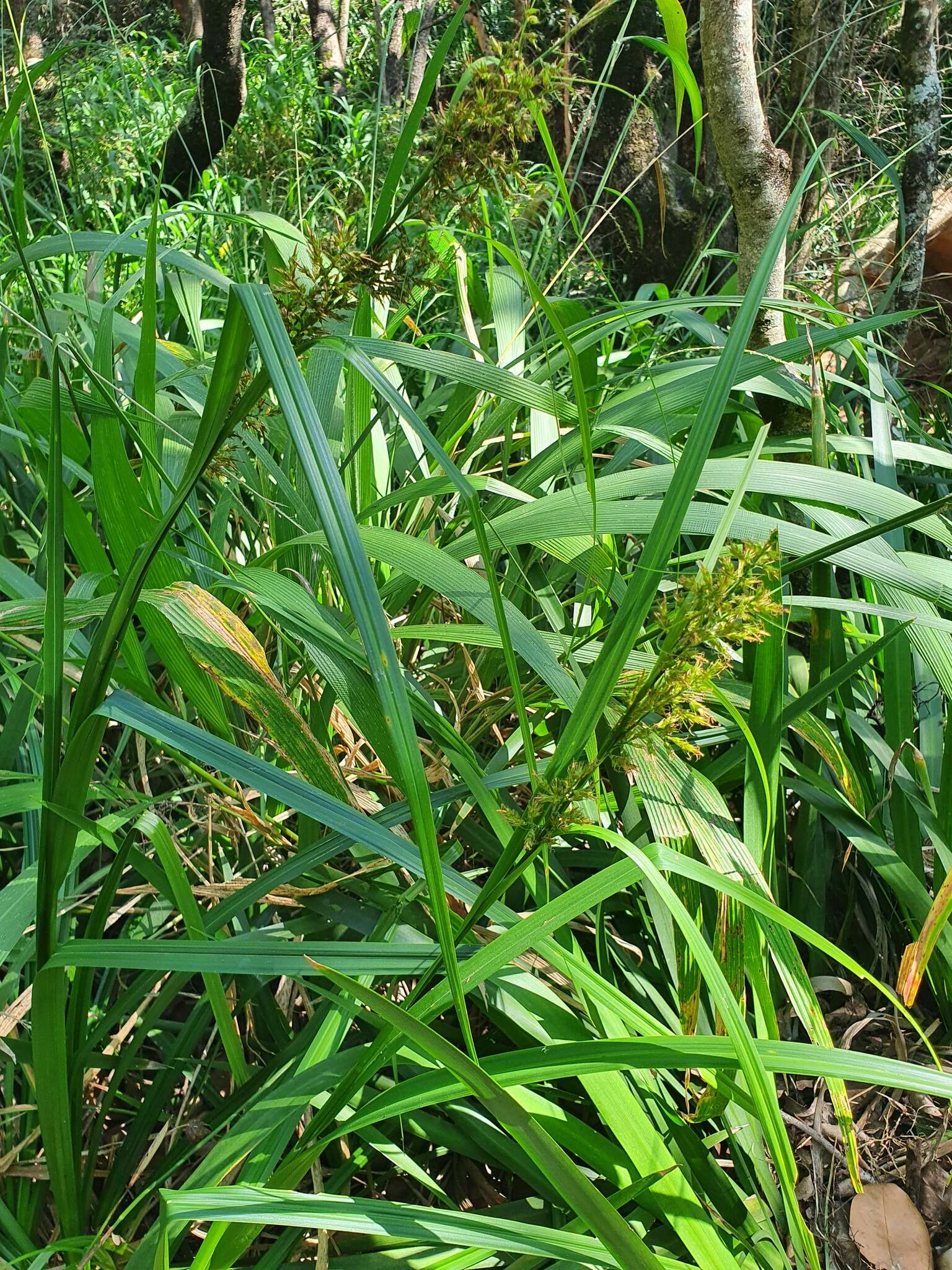 Image of Carex spicatopaniculata Boeckeler ex C. B. Clarke