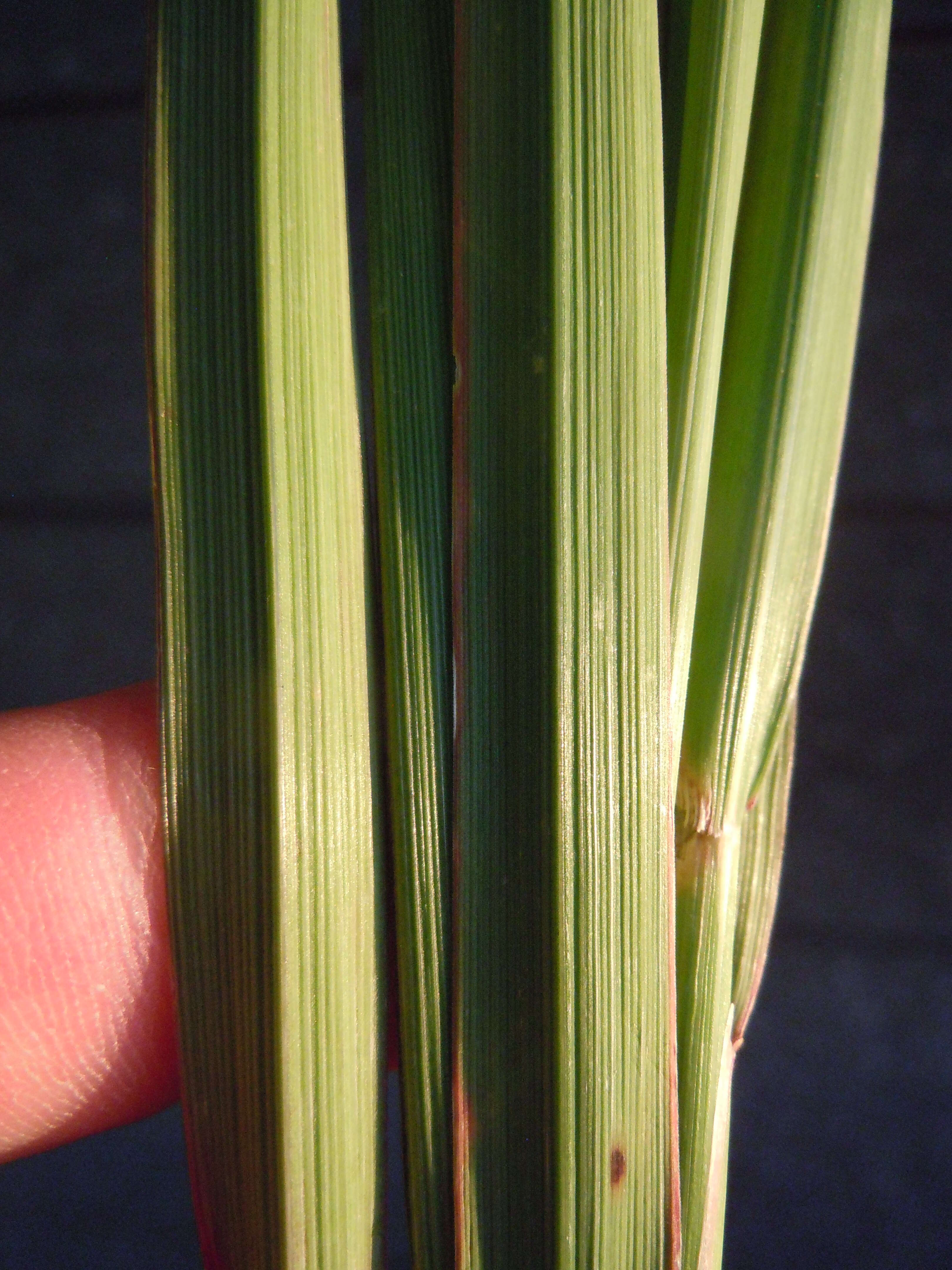 Image of Creeping Foxtail