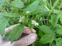 Image of clustered bushmint