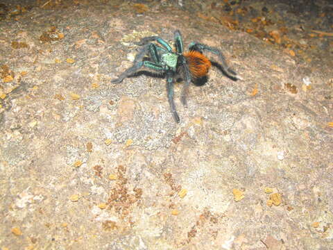 Image of Aphonopelma mooreae Smith 1995