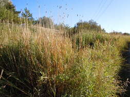 Image of Creeping Foxtail