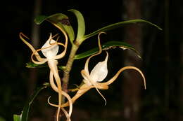 Imagem de Angraecum conchoglossum Schltr.