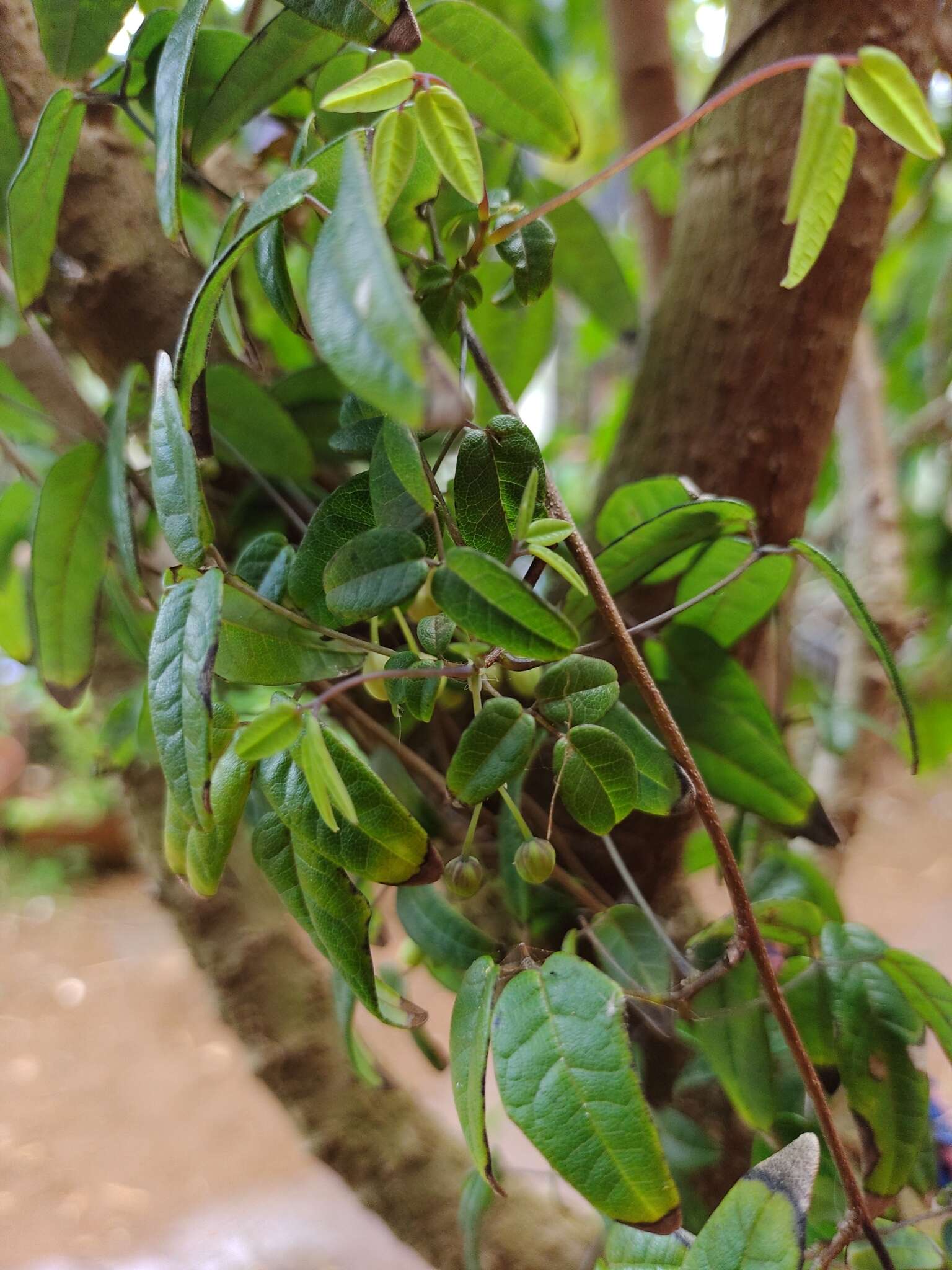 Image of Boquila trifoliolata (DC.) Decne.