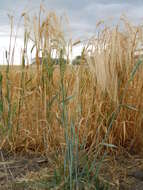 Image of common barley