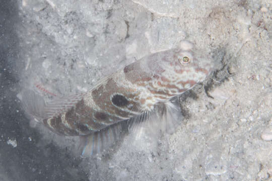 Image of Target shrimp goby