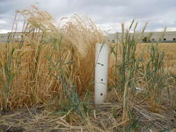 Image of common barley