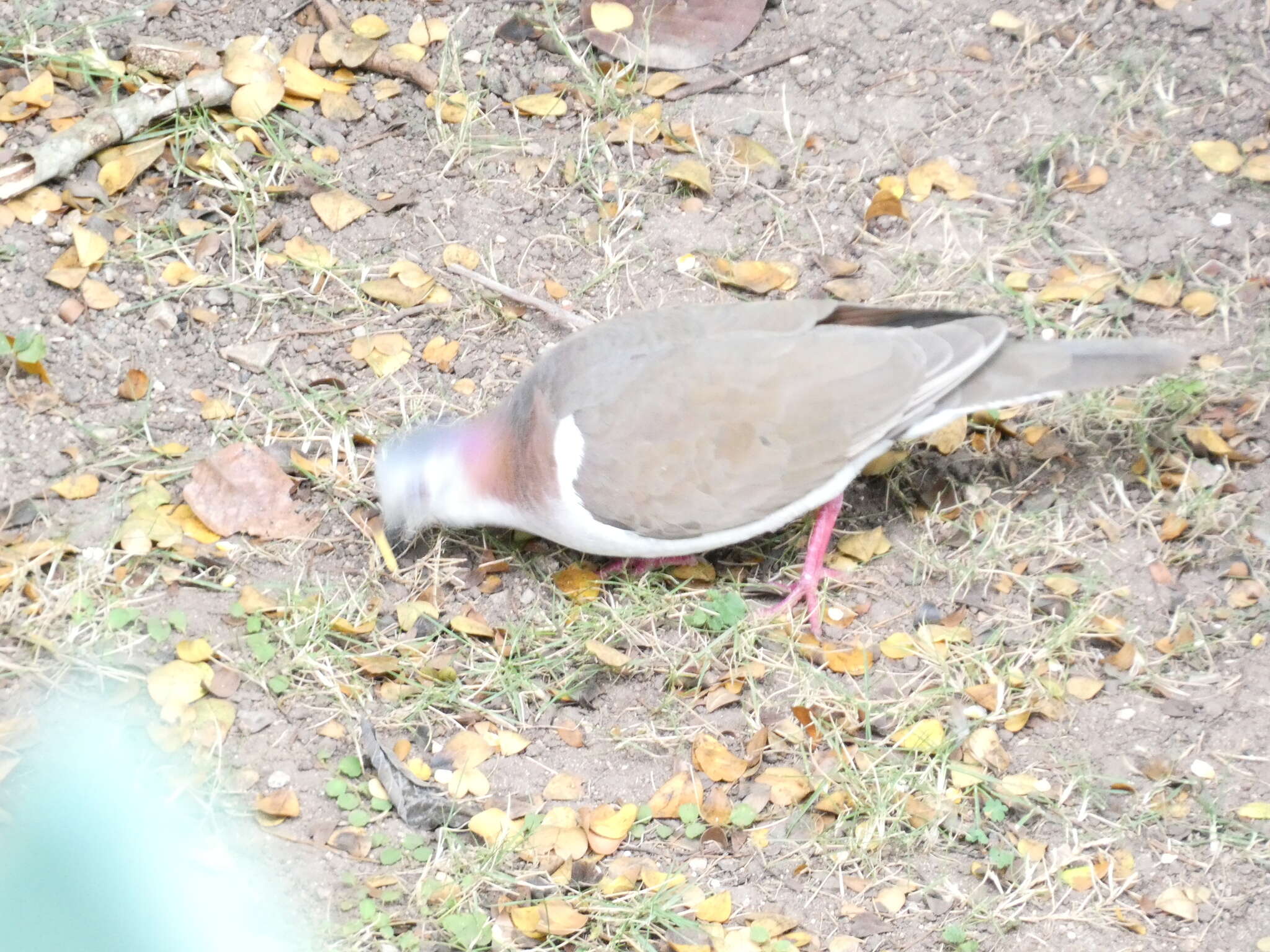 Image of Caribbean Dove