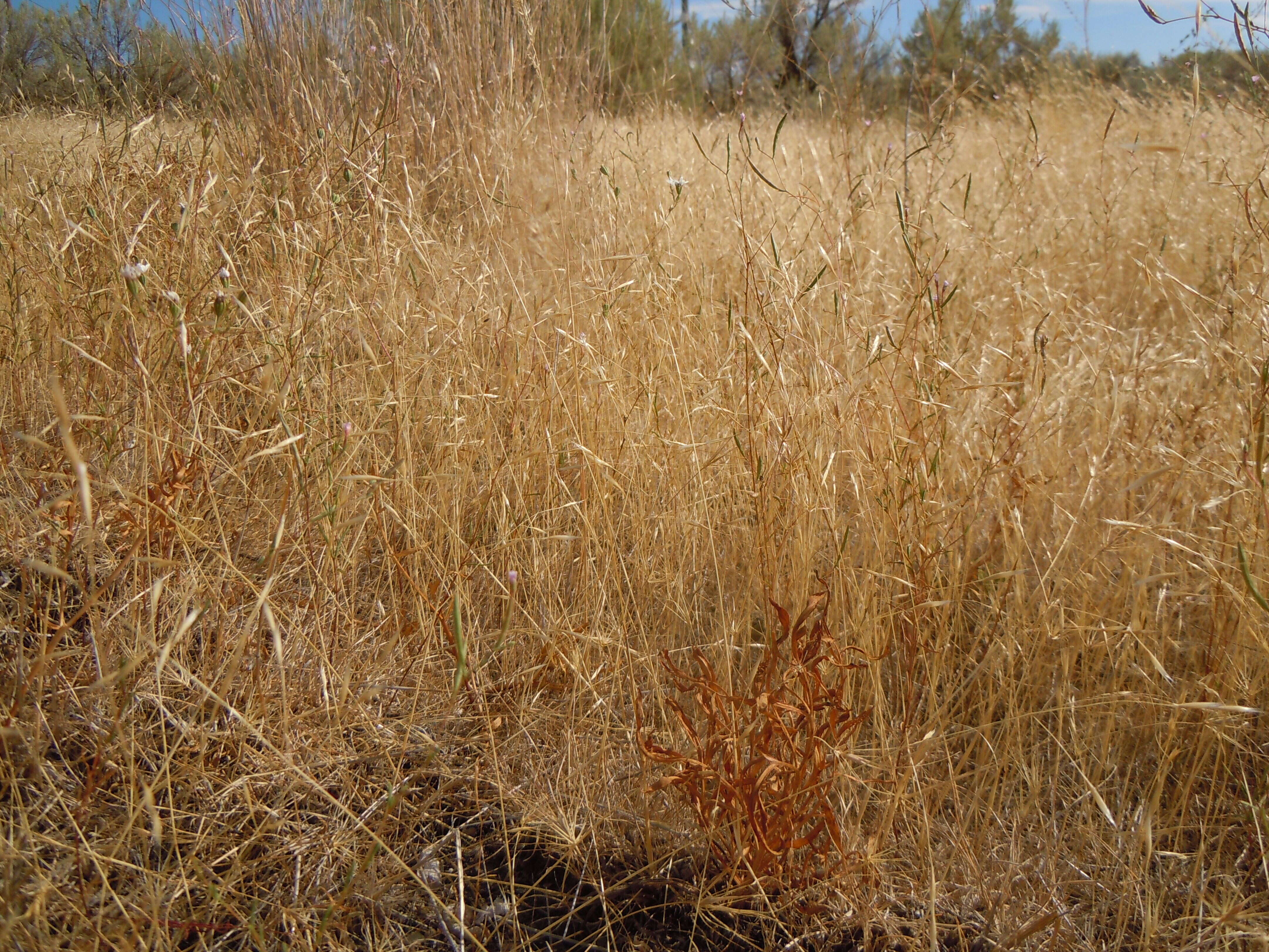 Image of North Africa grass