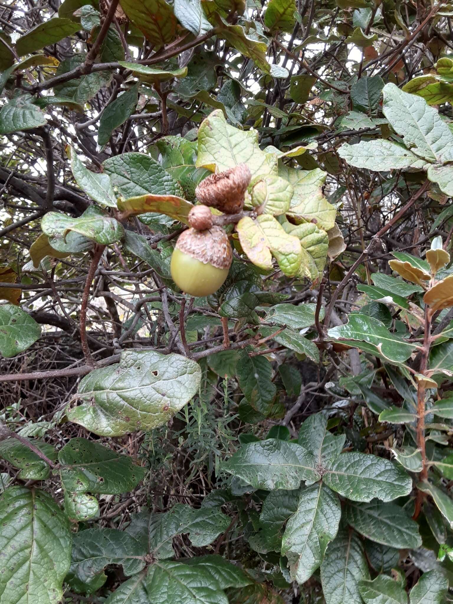 Image of Quercus costaricensis Liebm.