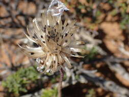 Ursinia pilifera (Berg.) Gaertn. resmi