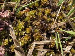 Sphagnum denticulatum Bridel 1826的圖片