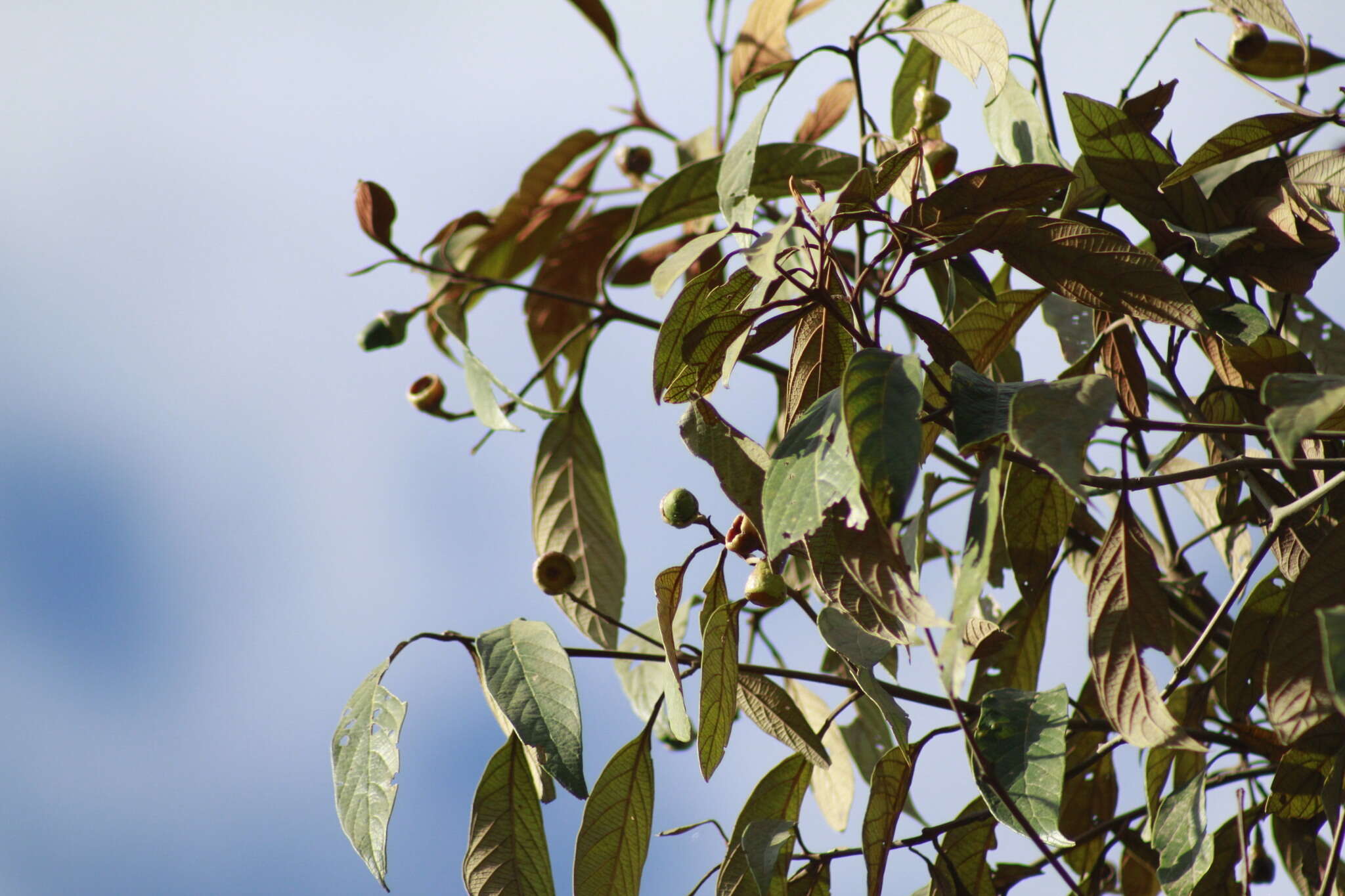 Image of Nectandra oppositifolia Nees & Mart. ex Nees