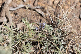 Image de Lupinus caudatus subsp. caudatus