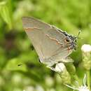 Image of Red-lined Scrub-Hairstreak