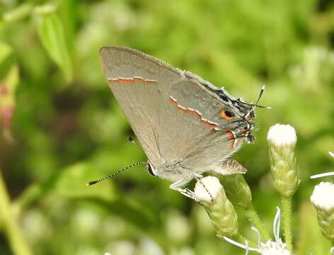 Image of Red-lined Scrub-Hairstreak