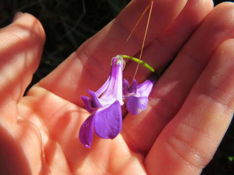 Image of Lobelia coronopifolia L.