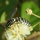 Слика од Stictia signata (Linnaeus 1758)