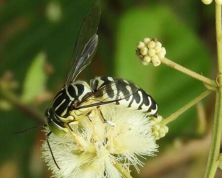 Image of Stictia signata (Linnaeus 1758)