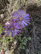 Image of Lampranthus peacockiae (L. Bol.) L. Bol.