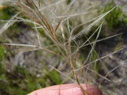 Image of Stipagrostis zeyheri subsp. zeyheri