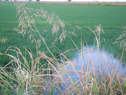 Image of Johnson grass