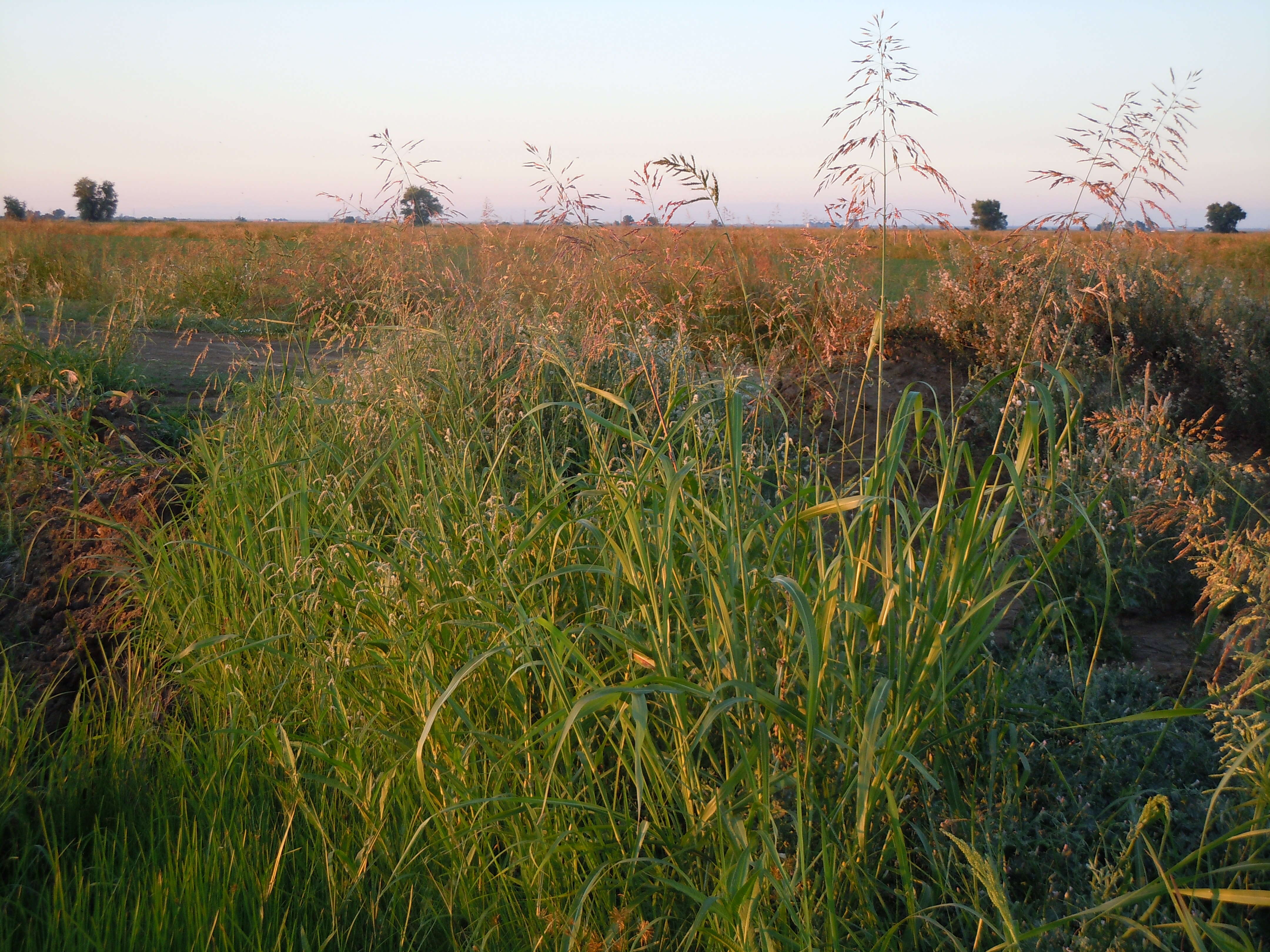 Image of Johnson grass